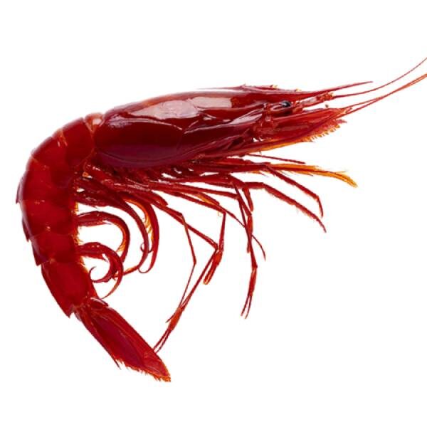 Spanish Carabinero Wild Prawn – (Size 7/9)