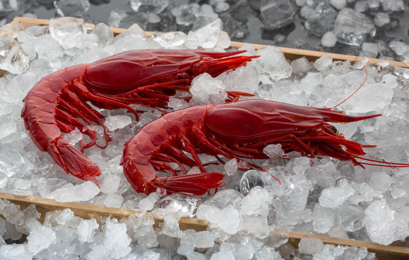 Spanish Carabinero Wild Prawn – (Size 7/9)