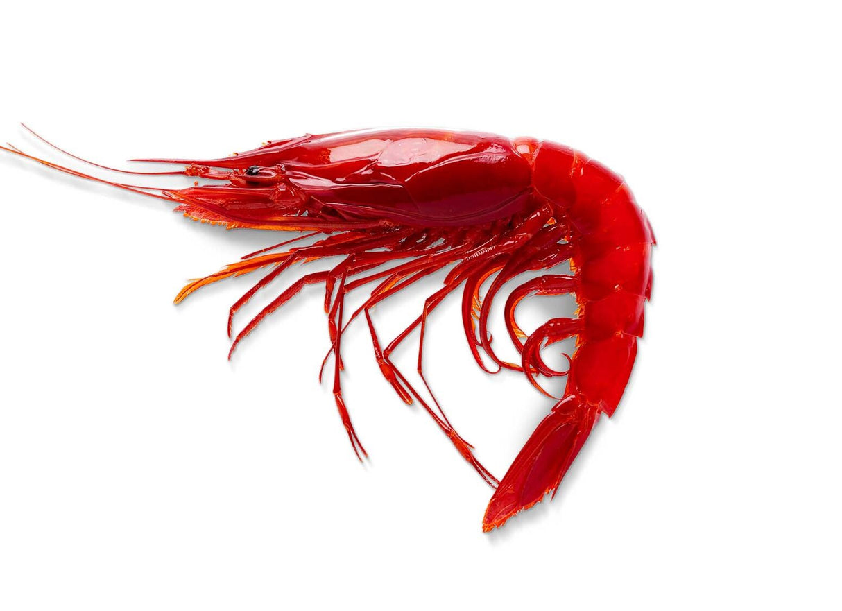 Spanish Carabinero Wild Prawn Heads 1kg