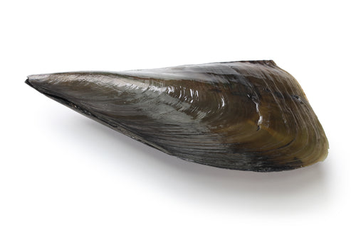 Frozen Sashimi Muki Tairagai, Shucked Pen Shell Scallop 1kg (31/40)