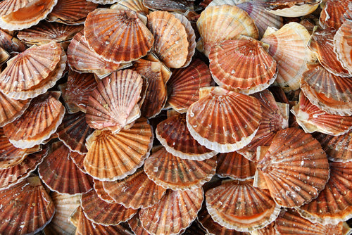 Japanese Scallop Shells (Shell Only 10pcs) - 12cm