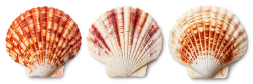 Japanese Scallop Shells (Shell Only 10pcs) - 12cm