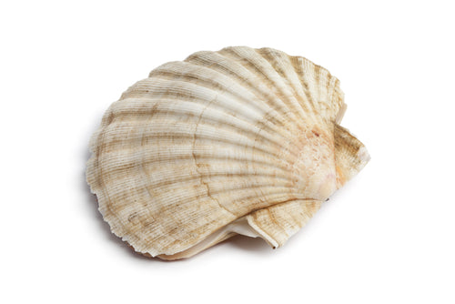 Japanese Scallop Shells (Shell Only 10pcs) - 12cm