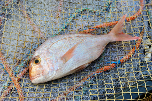 Sashimi Grade Madai, Red Sea Bream IQF Fresh Frozen (800g~1kg)