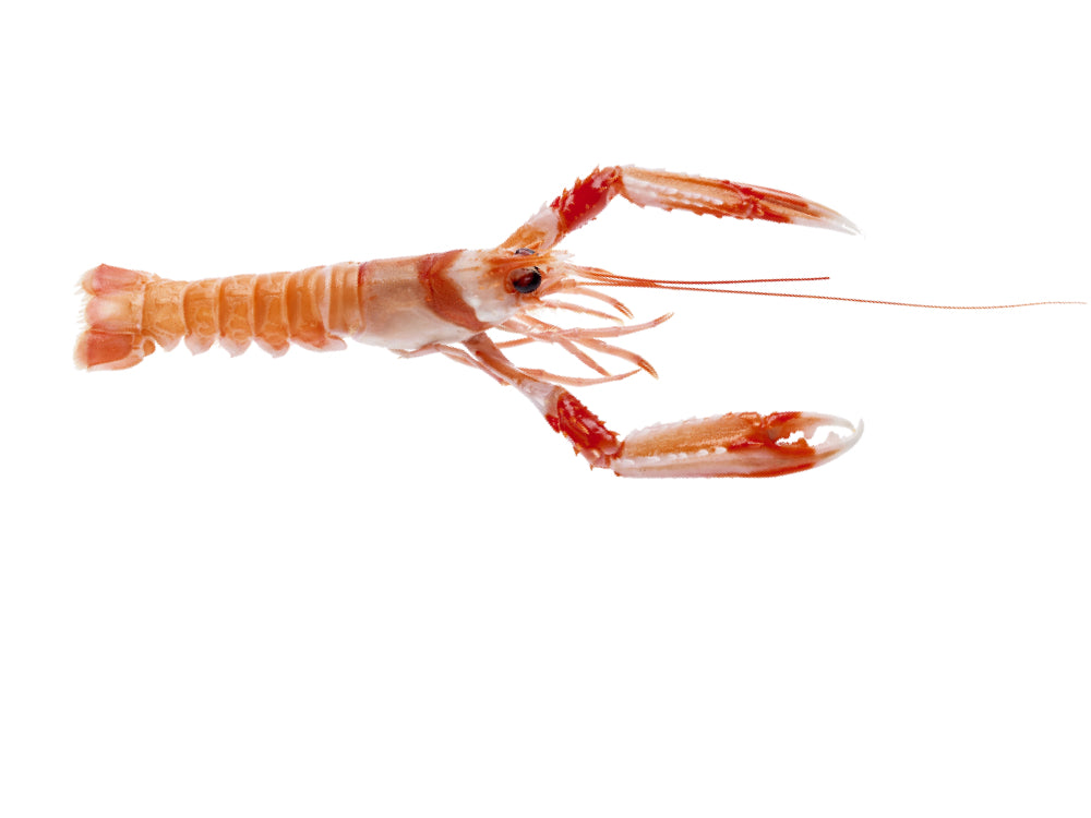 Spanish Giant Scampi – Langoustines 1kg (8/10pcs)