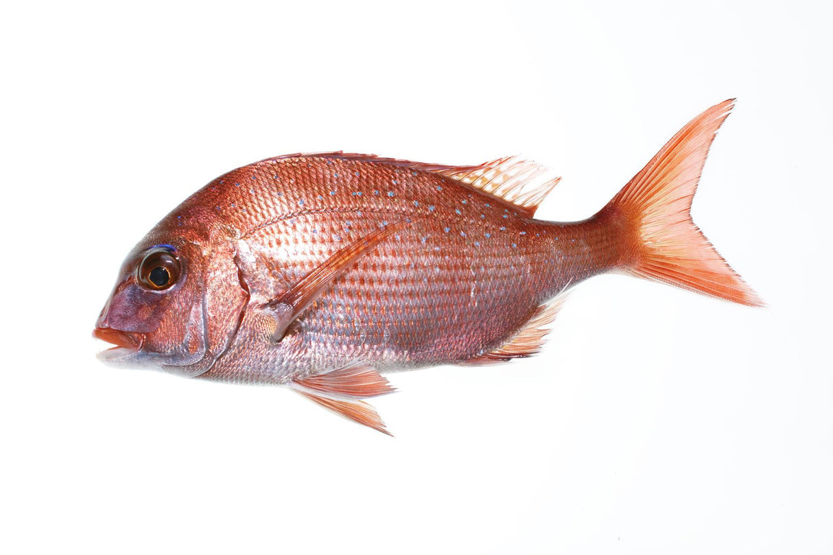 Sashimi Grade Madai, Red Sea Bream IQF Fresh Frozen (800g~1kg)