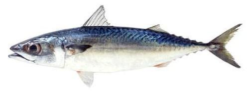 Saba is a delicacy in the southern parts of Japan, especially in Kyushu, Saba is mostly eaten during the winter because of its high fat content. The fish is extremely oily and rich in Omega 3, which gives it an amazing flavour and texture. Saba is best eaten BBQ or grilled.