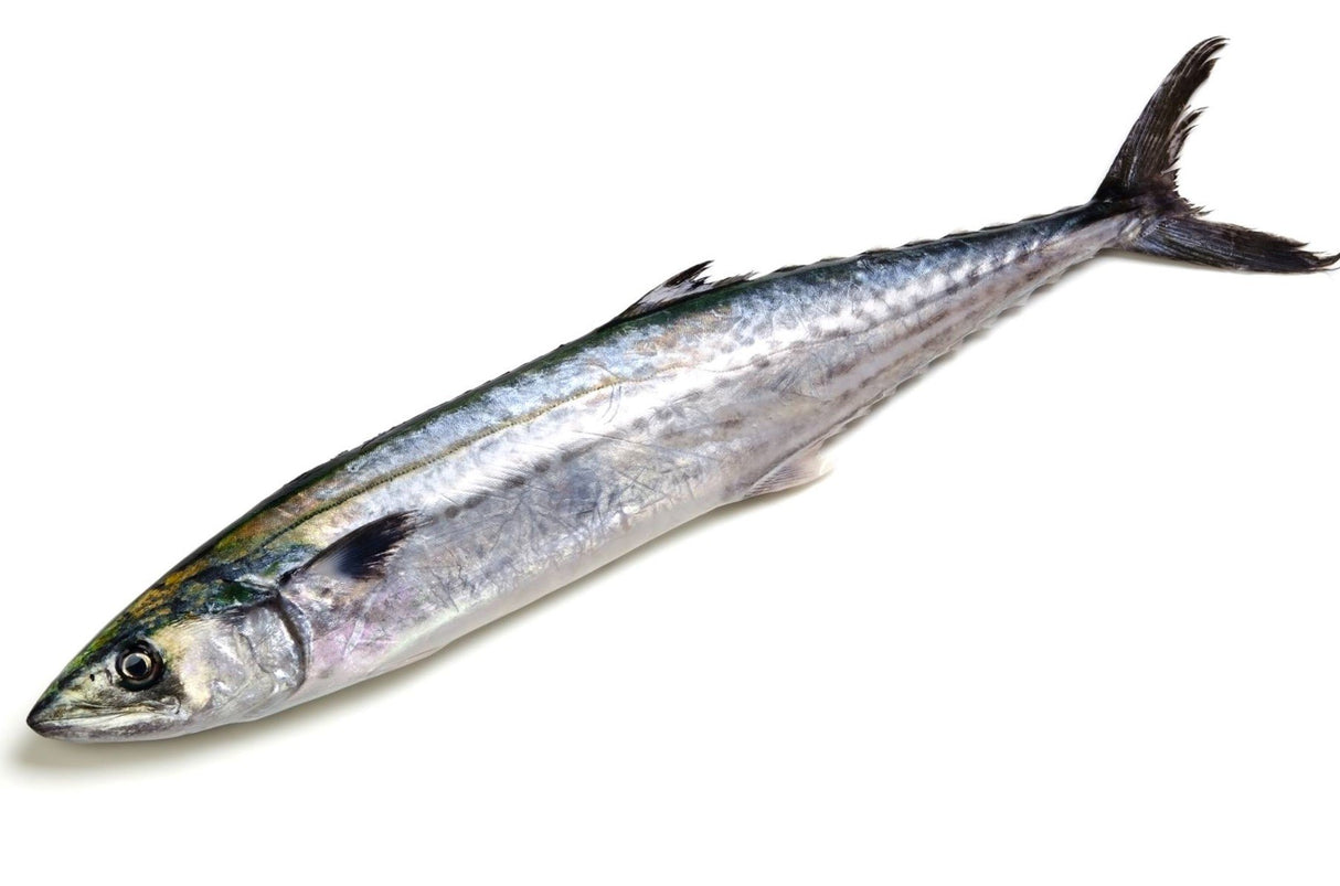 Sawara or more commonly known as Spanish Mackerel is an extremely popular fish and found in many famed Japanese restaurants. It is a staple in all Japanese restaurants throughout the globe.