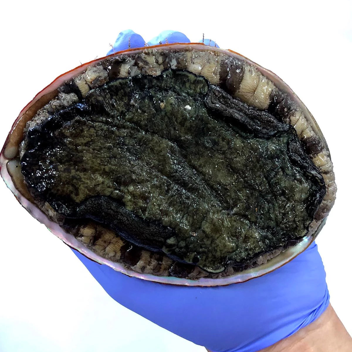 Kyushu is famous for their sweet abalone that live of its rich coasts. Freshly caught and farmed Japanese abalone off the coast of Kyushu are extremely sweet and melt in your mouth. Best eaten as sashimi, on the grill or in the BBQ.