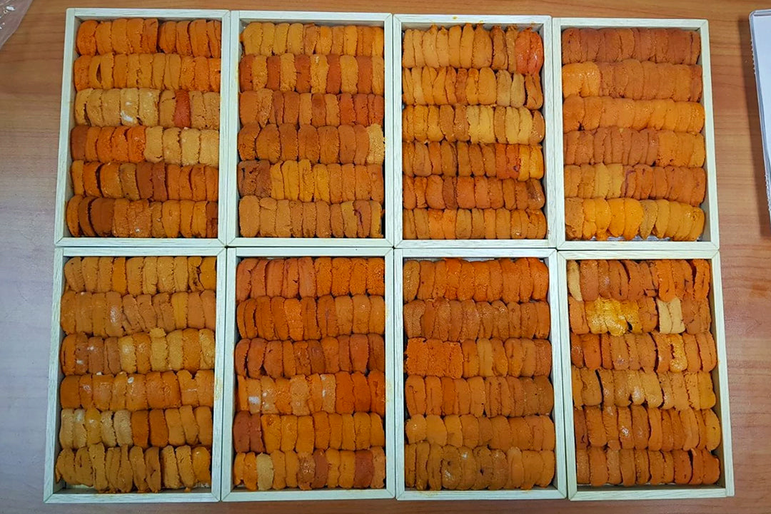 Shiki Singapore: Bafun Uni Bara Red 250g Hokkaido Sea Urchin Auction grade Shiki SG, Bafun Uni, Sea Urchin Roe, Bafun Una Narabi Red, Red Seaurchin.