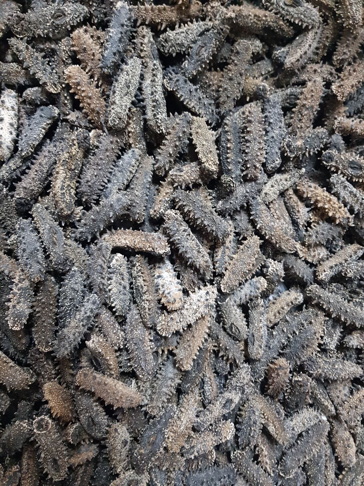 Hokkaido Premium A-Grade Long Spike Dried Sea Cucumber (8pc)