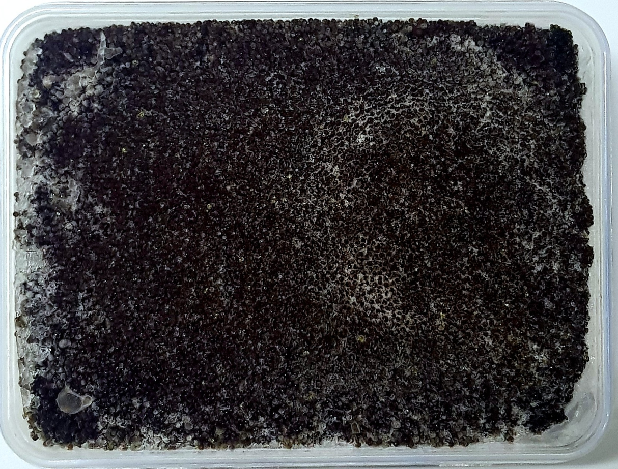 Shiki delivery singapore Premium Japanese Black Squid Ink Tobiko (Flying Fish Roe)