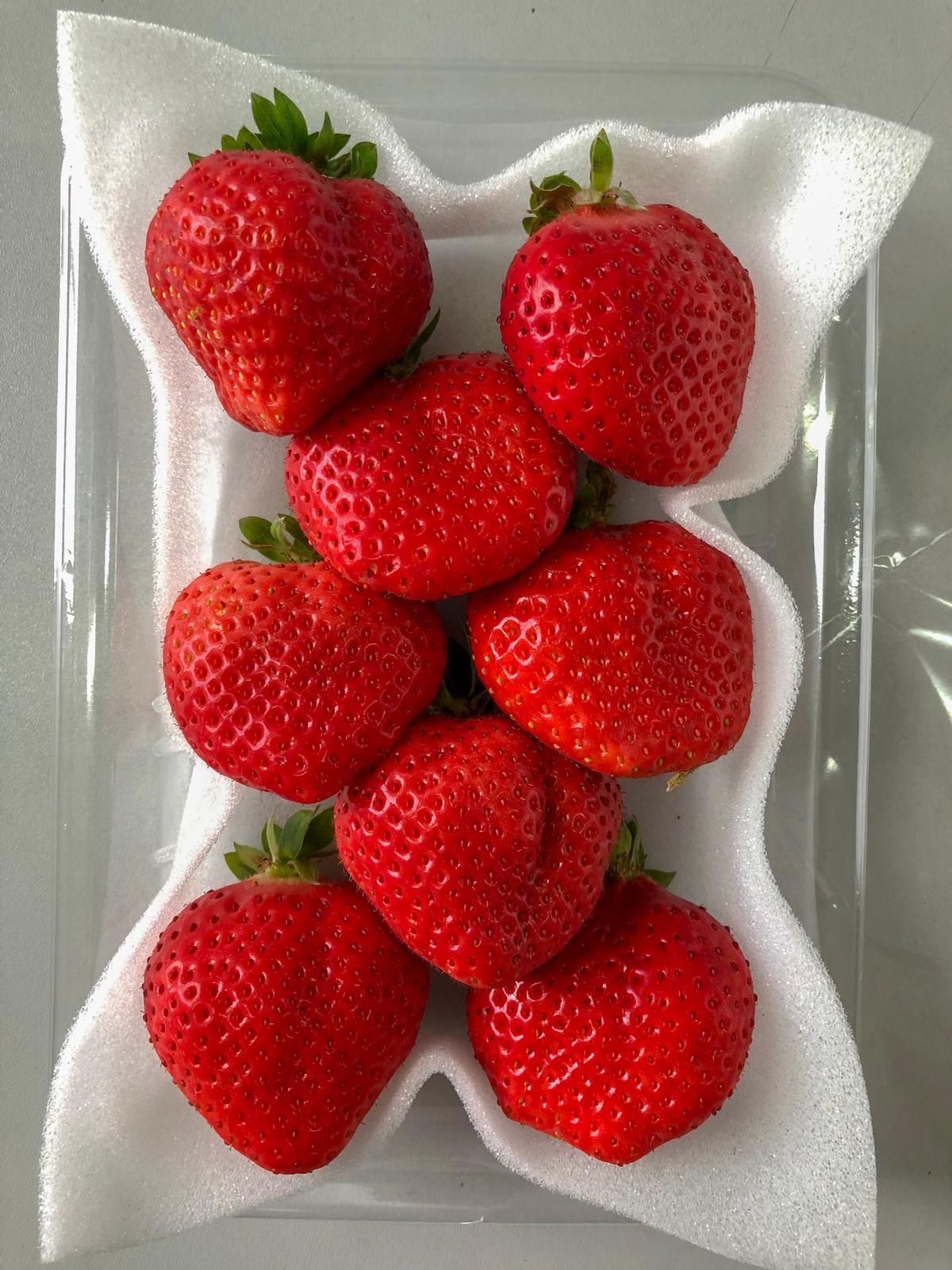 Japanese Strawberry (Ichigo) 苺 いちご
