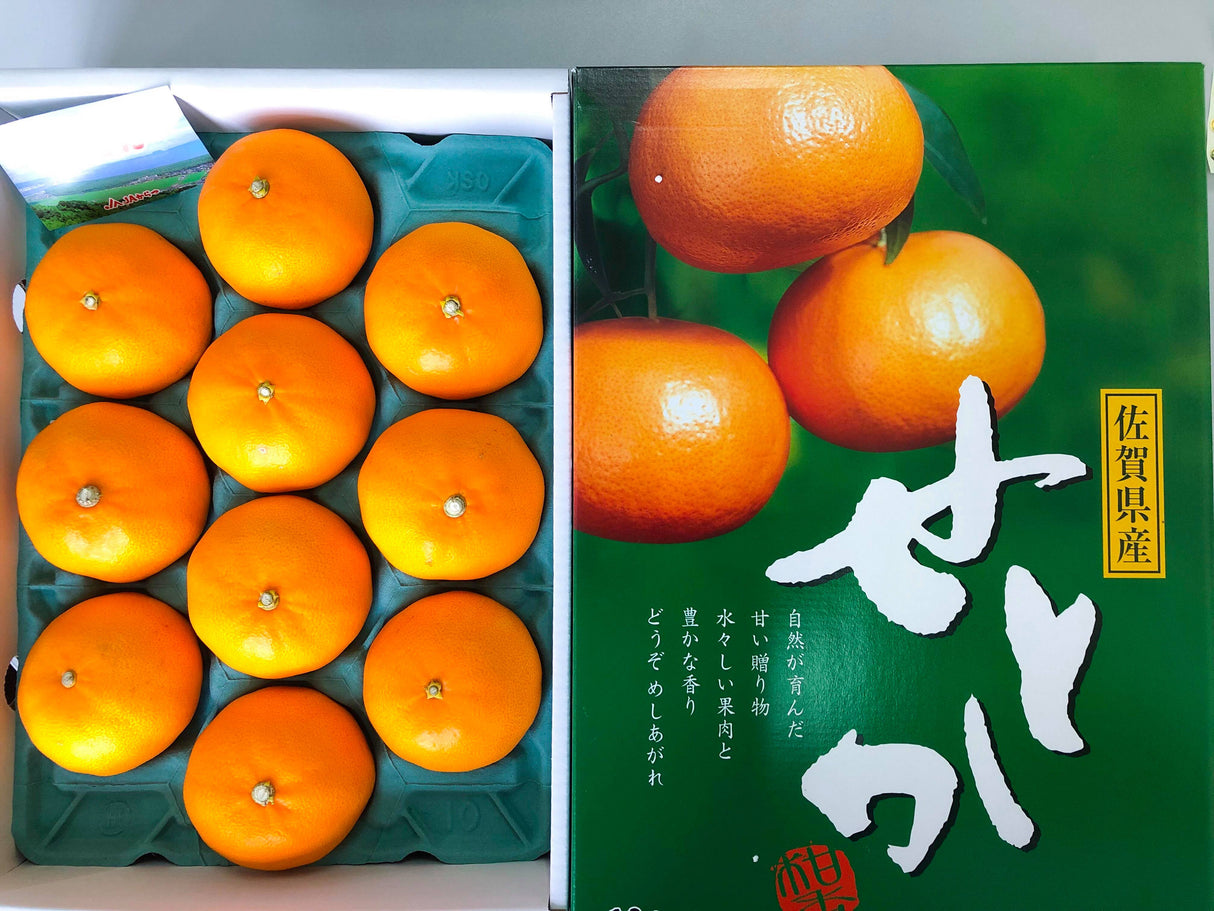 Japanese Mikan Oranges
