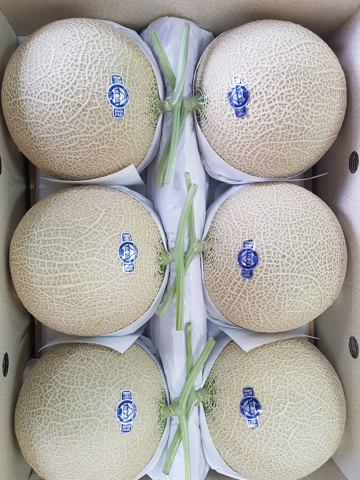 Premium Grade Shizuoka Musk Melon (1.3-1.5kg)
