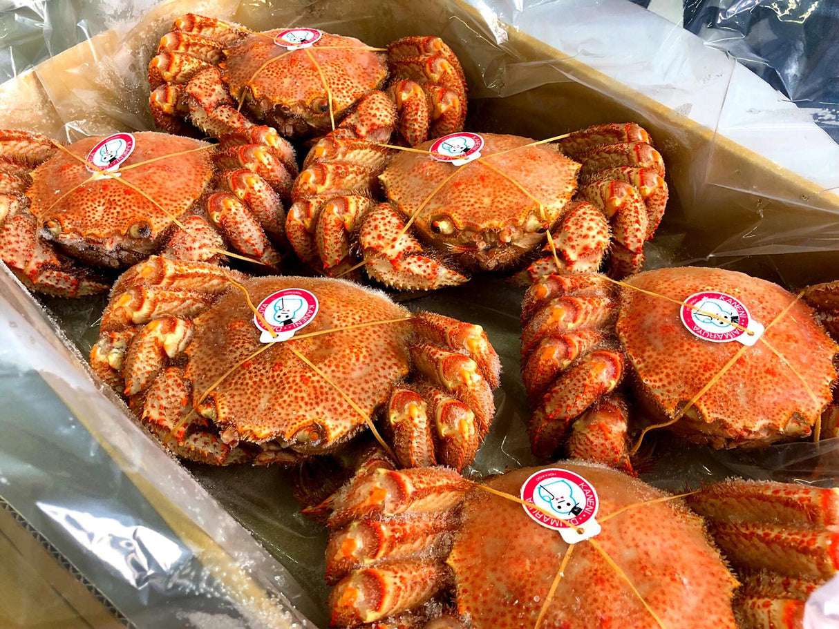 Frozen Kegani, also known as "Horsehair Crab", are freshly caught on the Hokkaido Coasts. Each crab weighs about 300g.  Different ways you can eat Kegani: As the Kegani has already been pre-boiled, it can be eaten as it is after defrosting. It can also be used steamboat.