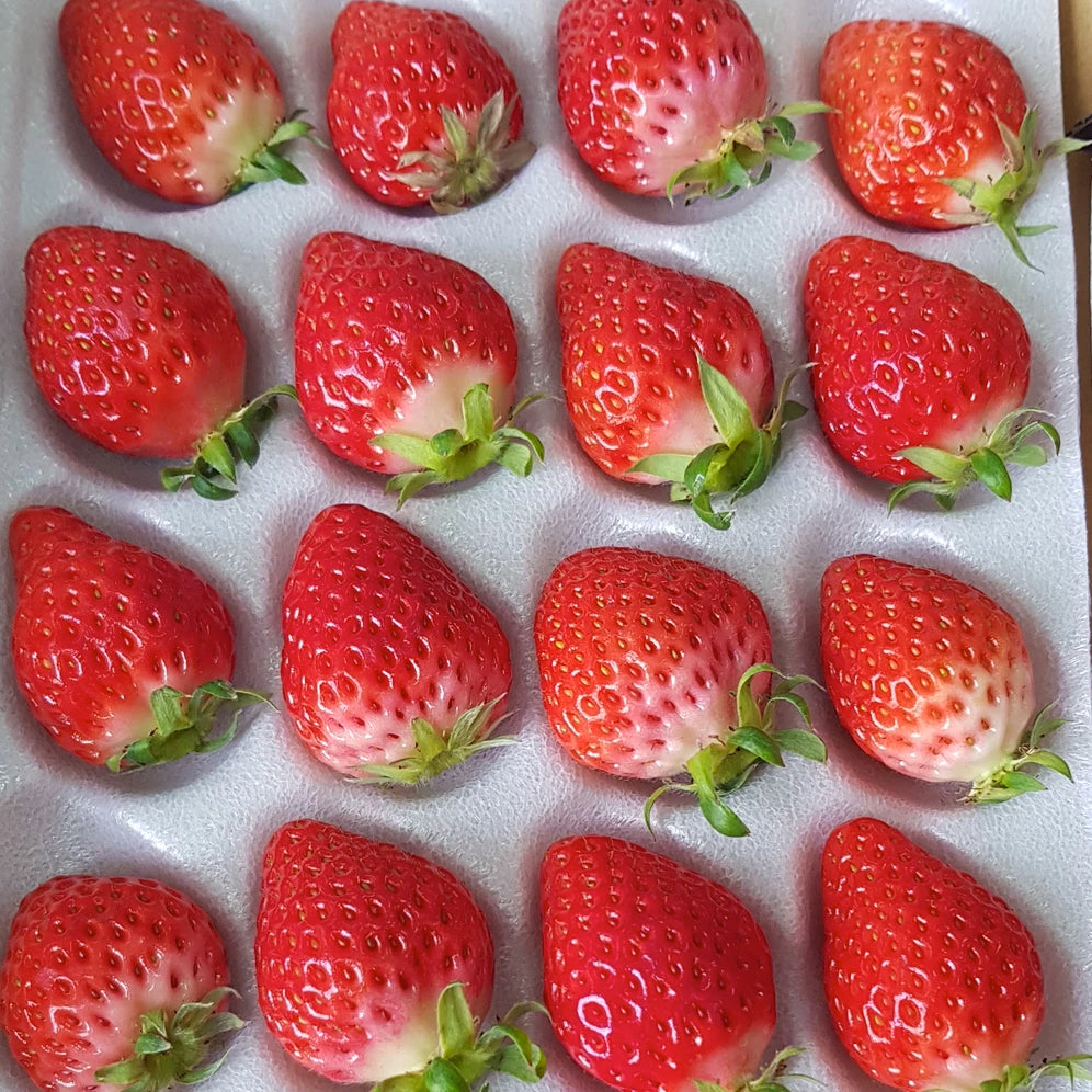 Kyushu Farmed Strawberry (Ichigo) 九州産 いちご 苺