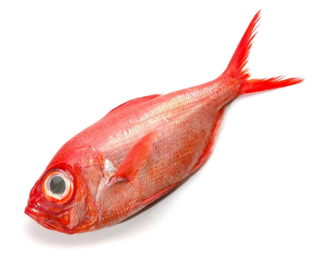 Kinmedai, Splendid Alfonsino - IQF Frozen (800g-1.2kg)