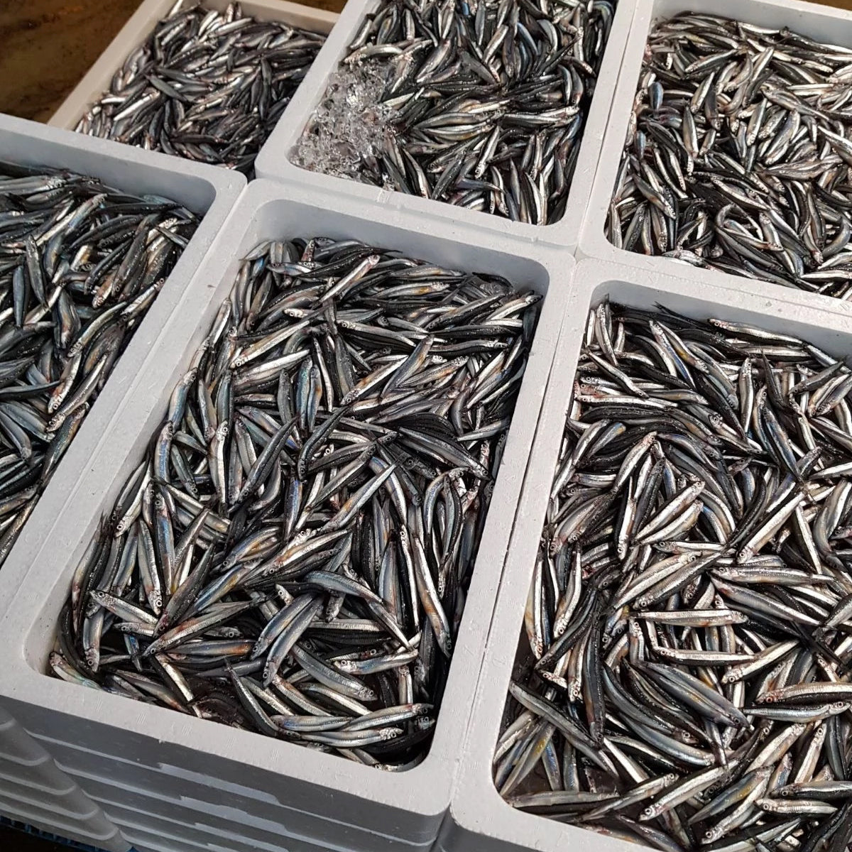 Kibinago is a favourite of Japan, where they are well regarded as being sweet and extremely tasty. Kibinago can be eaten raw, grilled or lightly battered and fried. It is extremely delicious and a must have for snacks or as an appetiser!