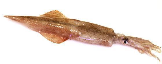 Yari Ika is a mainstay in most Japanese restaurants because of its texture and abundance. It is famed for its amazing flavour and texture both as sashimi or cooked, with an amazing bite when eaten raw while melting in your mouth when grilled.