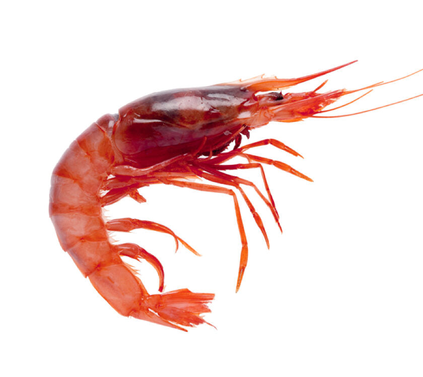 Atlantic Red Shrimp – Gamba Roja Atlantica (25/35)