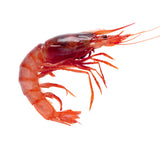 Atlantic Red Shrimp – Gamba Roja Atlantica (25/35)