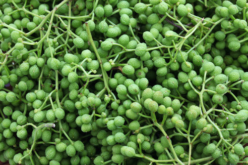 Flash Frozen Nama Sansho, Peppercorn 300g
