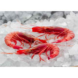 Atlantic Red Shrimp – Gamba Roja Atlantica (25/35)