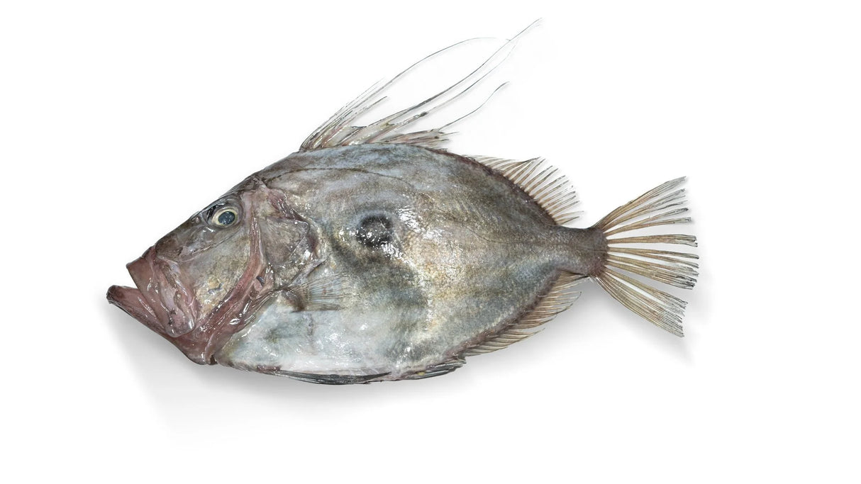 Spanish John Dory (500g)