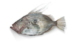 Spanish John Dory (500g)