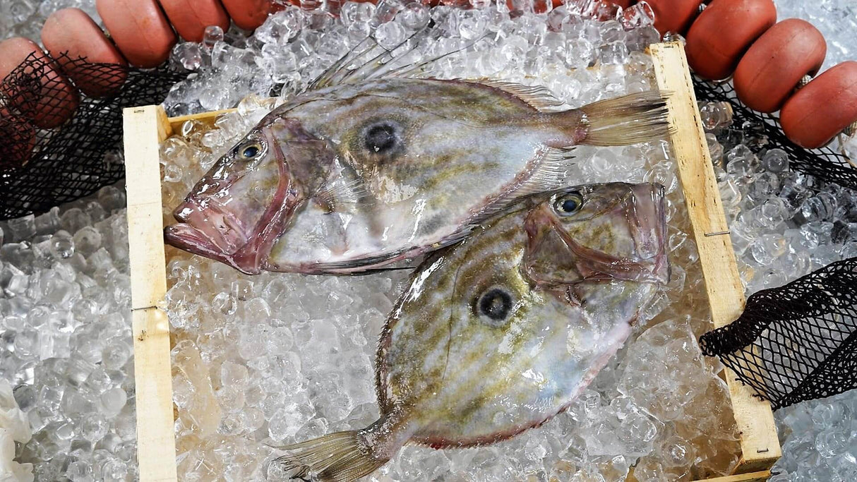 Spanish John Dory (500g)