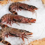 Atlantic Wild Jumbo Prawn – Langostino Tiger Jumbo XL Salvaje 1kg box (Size 5/8)