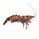 Atlantic Wild Jumbo Prawn – Langostino Tiger Jumbo XL Salvaje 1kg box (Size 5/8)