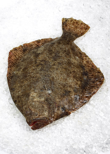 Spanish Turbot (1.5-2kg)