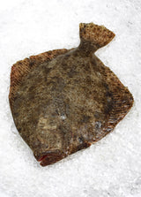 Spanish Turbot (1.5-2kg)