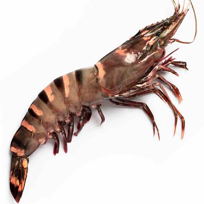 Atlantic Wild Jumbo Prawn – Langostino Tiger Jumbo XL Salvaje 1kg box (Size 5/8)