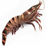 Atlantic Wild Jumbo Prawn – Langostino Tiger Jumbo XL Salvaje 1kg box (Size 5/8)