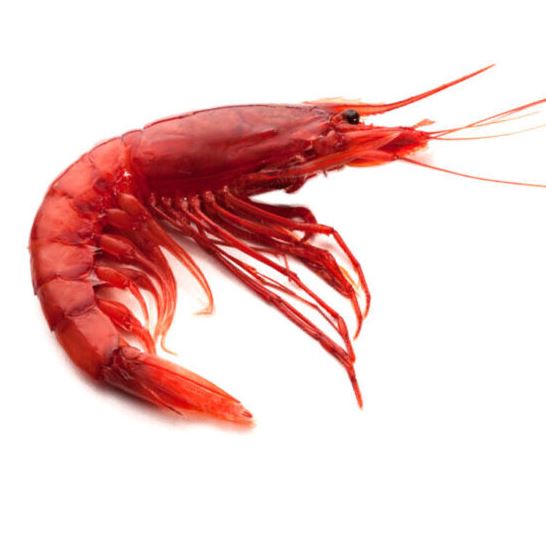 Italian Wild Red Prawns – Gambero Rosso (25-35)