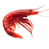 Italian Wild Red Prawns – Gambero Rosso (25-35)