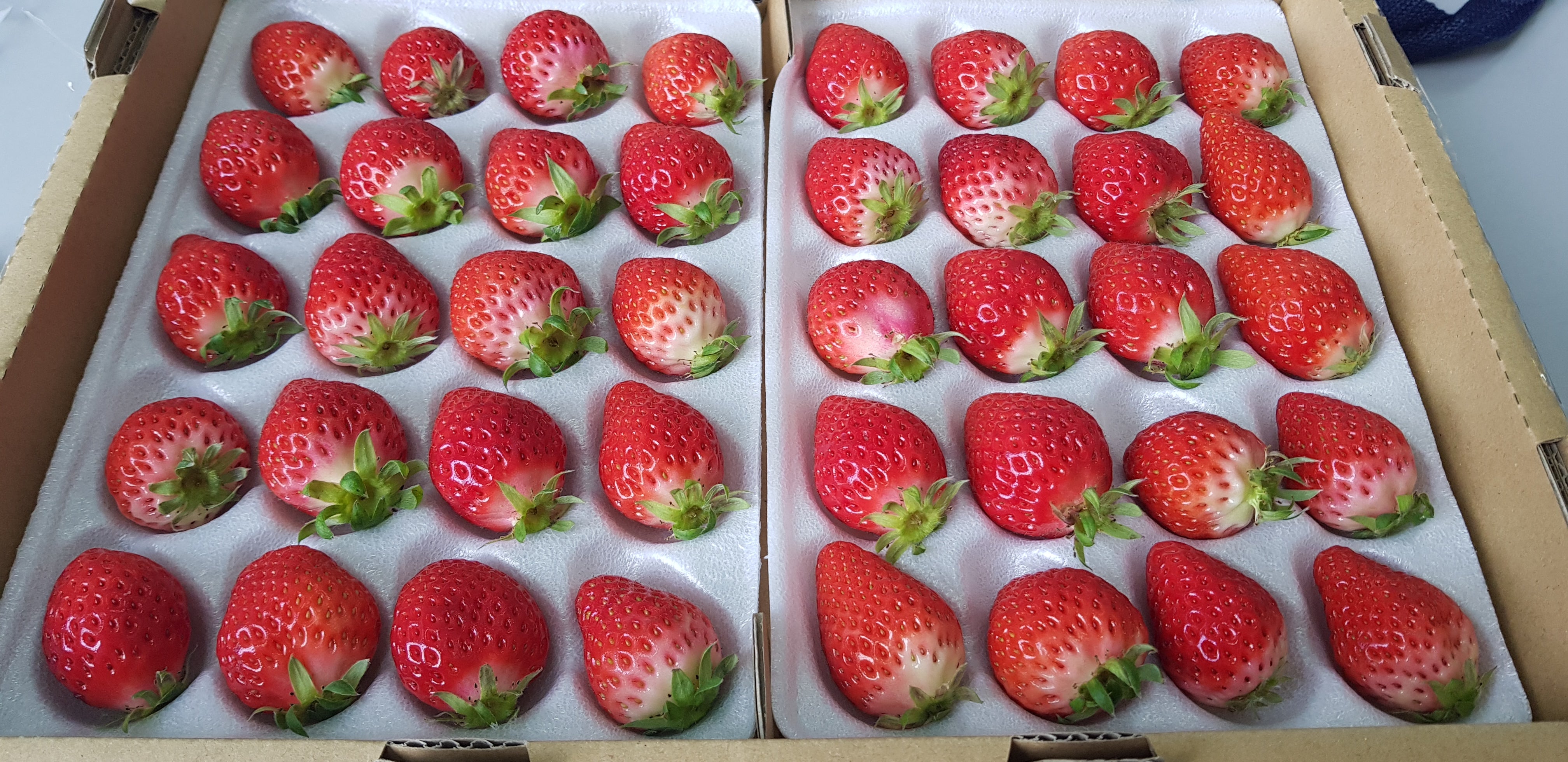 Shiki Singapore | Japanese Fruit Delivery: Kyushu Strawberry