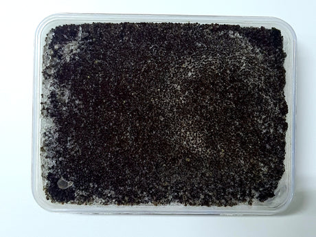 Premium Japanese Tobiko Black Flying Fish Roe 500g