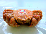 Frozen Whole Boiled Hokkaido Premium Kegani (Horse Hair Crab) 300-350g