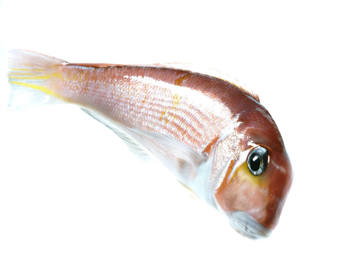 Ama Dai, or red tilefish, recently became popular when it started being featured on the menus of numerous Michelin restaurants. Known for its amazingly soft/buttery meat and edible scales, this is one fish any chef or home cook would love to have! The scales of the Ama Dai flake up once bathed in hot oil and are a treat to have. The scales give an extra level of texture that many discerning chefs look for in a fish. 