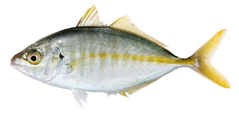 Sashimi Grade Shima Aji, Striped Jack, White Trevally  IQF Fresh Frozen 1.3~1.5kg