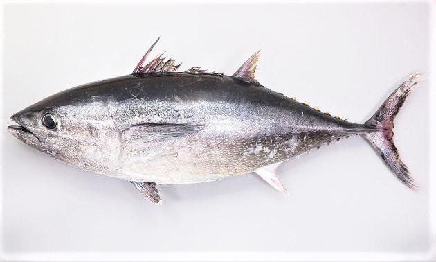 Tuna(maguro) 本マグロ