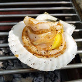Our live Hokkaido scallops are the finest Japan has to offer. They are hand picked from Hokkaido's seas where the water is freezing cold and rich in nutrients. Freshly caught Hokkaido scallops are extremely sweet and melt in your mouth. 