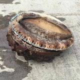 Kyushu is famous for their sweet abalone that live of its rich coasts. Freshly caught and farmed Japanese abalone off the coast of Kyushu are extremely sweet and melt in your mouth. Best eaten as sashimi, on the grill or on the BBQ. 