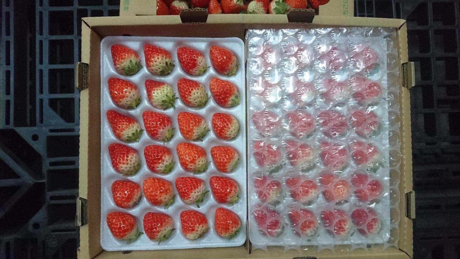 Shiki Singapore | Japanese Fruit Delivery: Kyushu Strawberry