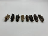 Hokkaido Premium A-Grade Long Spike Dried Sea Cucumber (8pc)