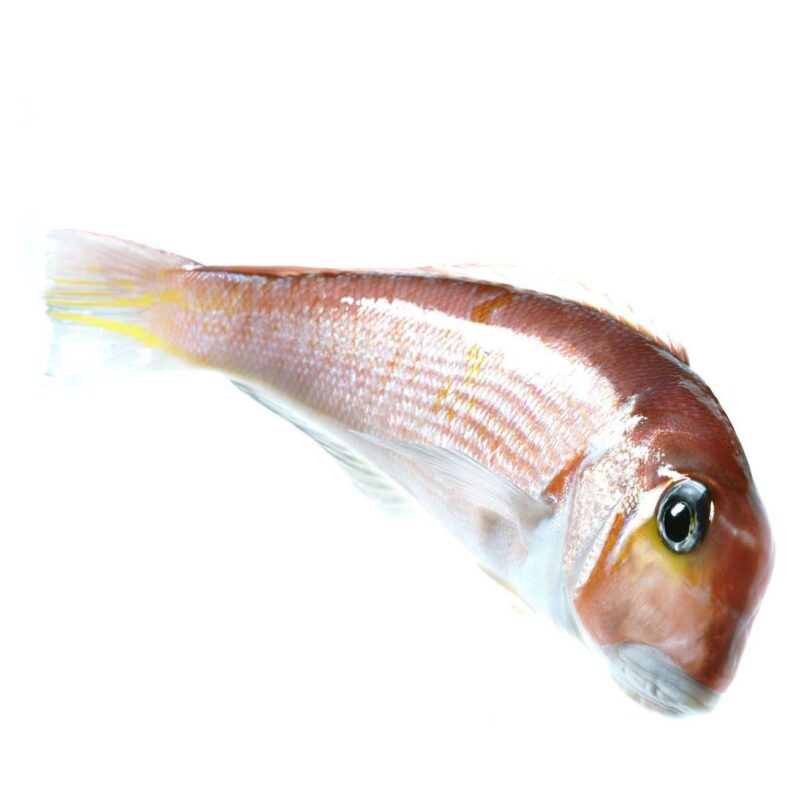 Amadai Red Tilefish
